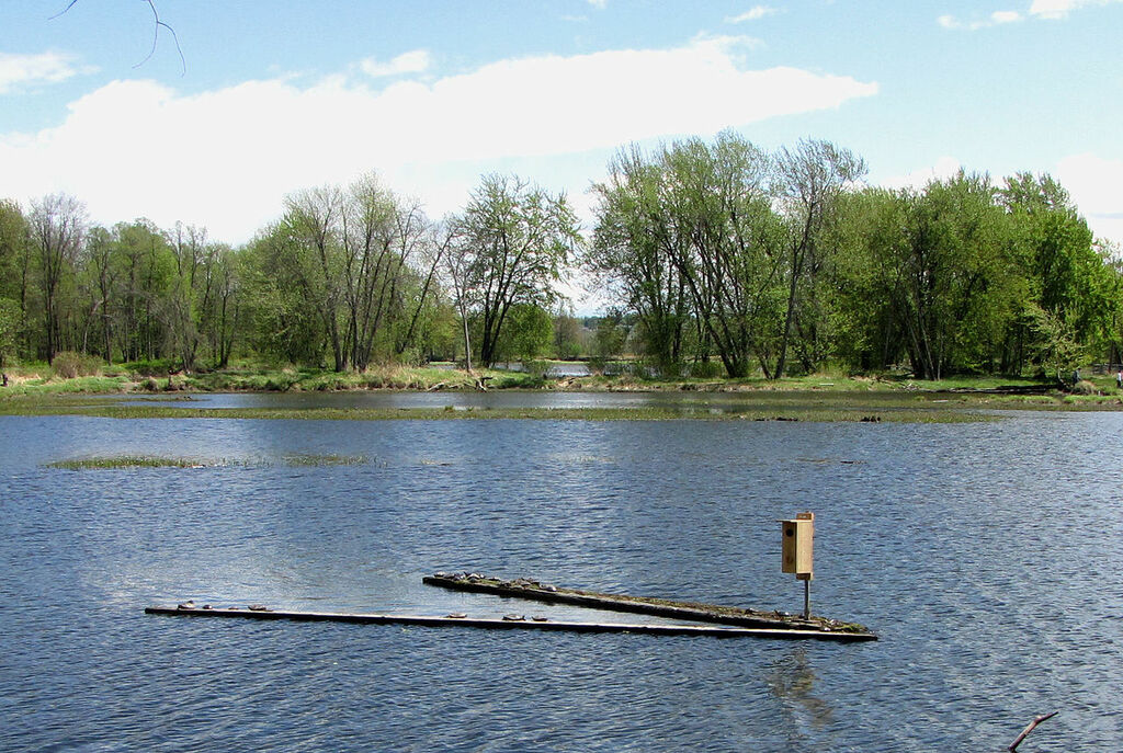 Turtle Pond, Petrie Island Park