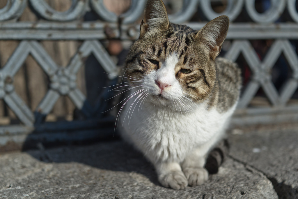 The Cats of Istanbul