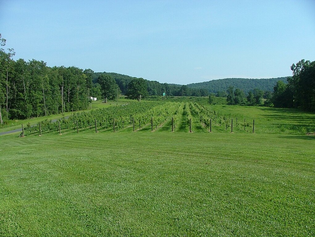 VineyardNC