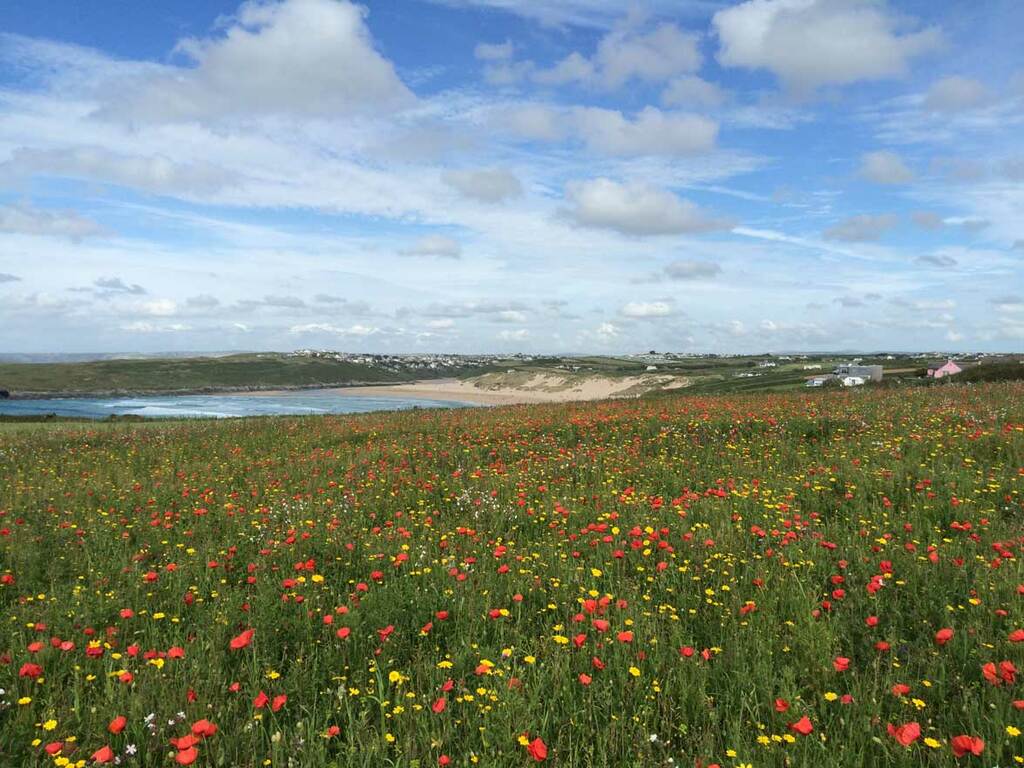 Poppy Fields