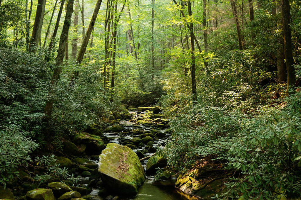 Joyce Kilmer Memorial Forest, NC