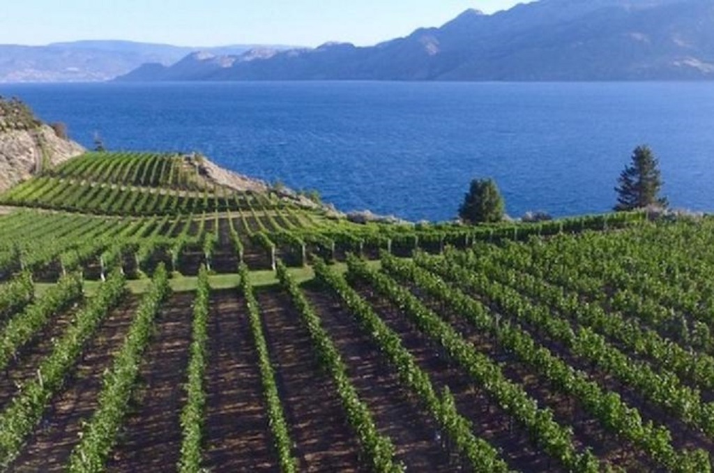 view of the vineyard
