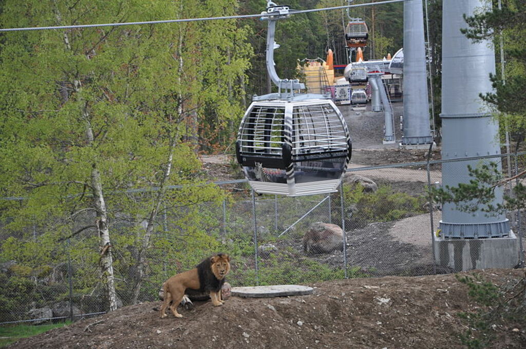 Lionsafari