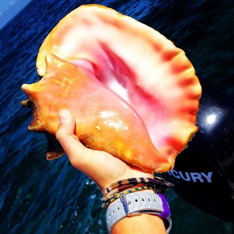 things to do in british virgin islands | snorkel at the absolutely stunning horseshoe reef