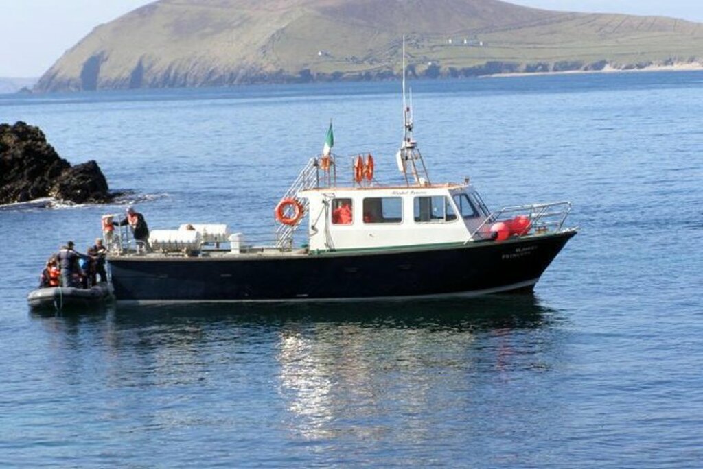 dolphin and whale watching tour