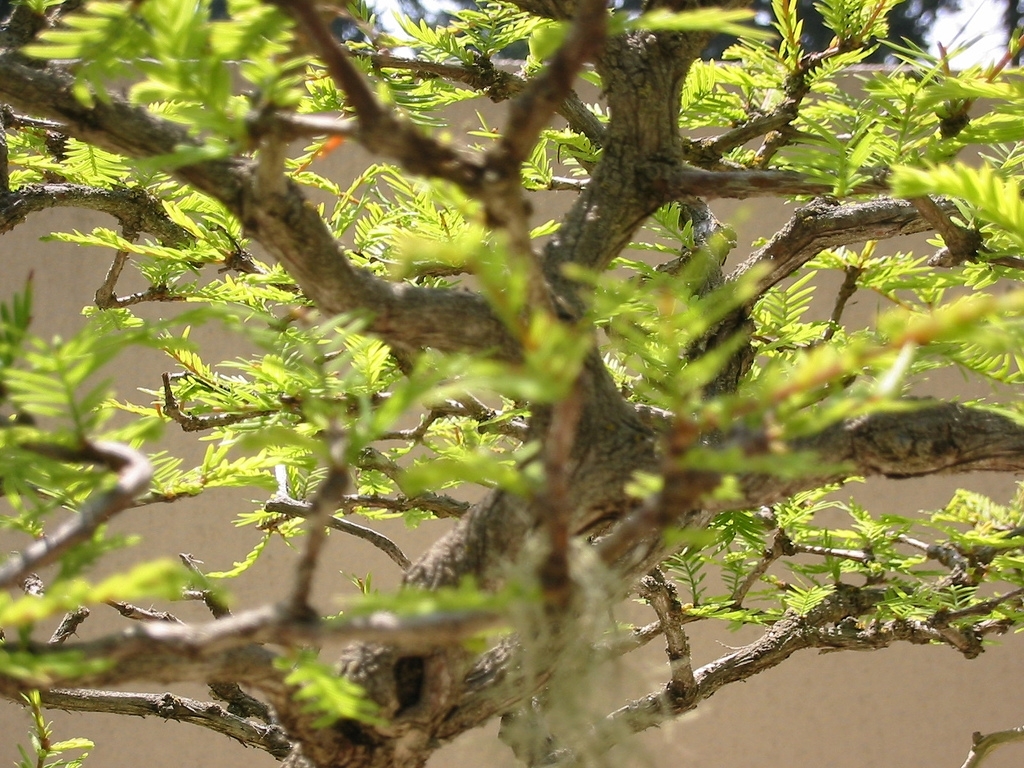 Bonsai