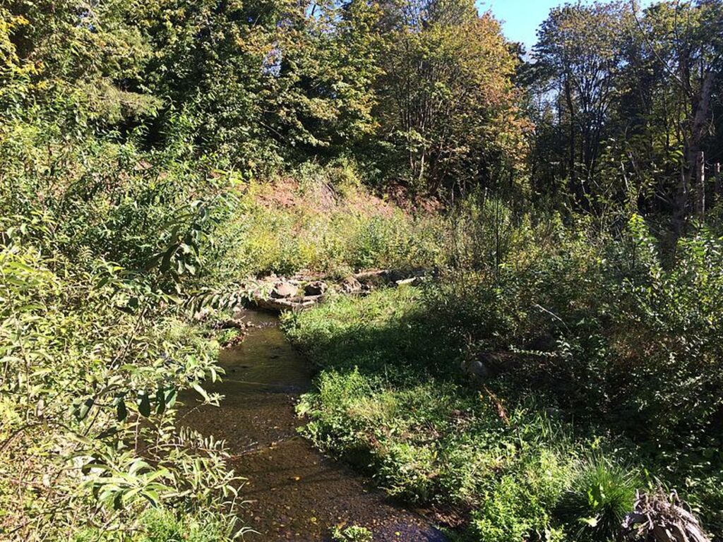 Thornton Creek passing through the Kingfisher Natural Area