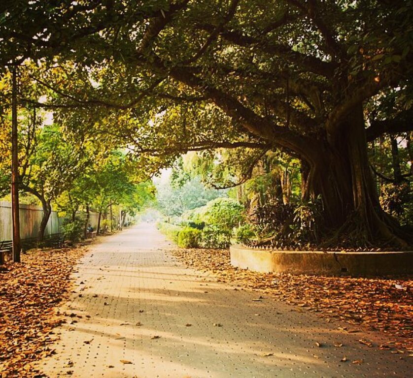 things to do in kolkata (calcutta) india | indian botanical garden