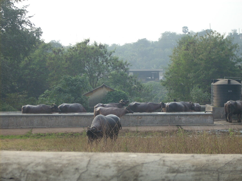 Buffaloes at Aarey Milk Colony