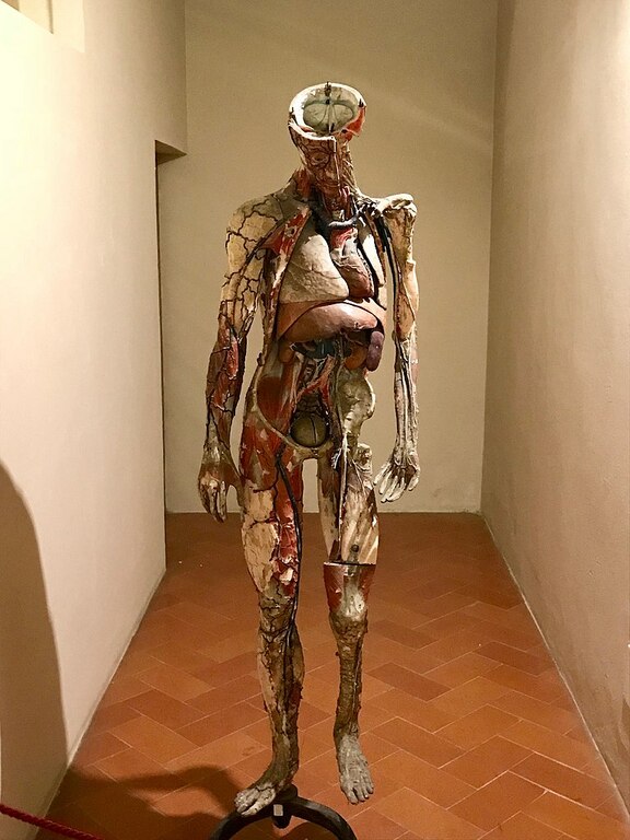 Preparato di Auzoux at human anatomy museum (Pisa university)