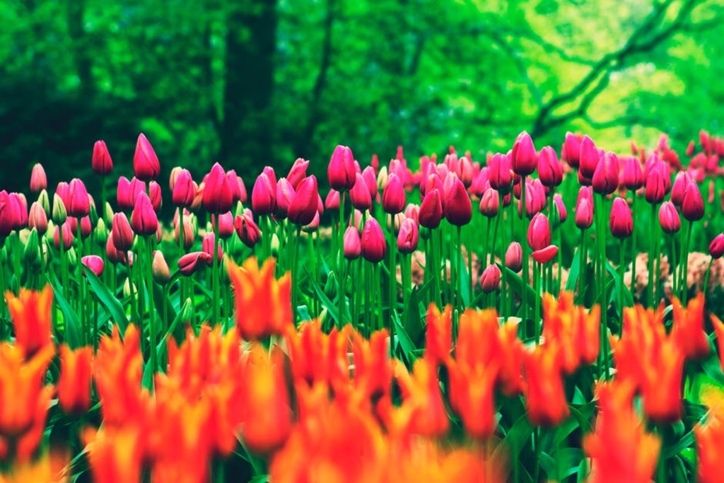 Tulips in full bloom give color to the park.