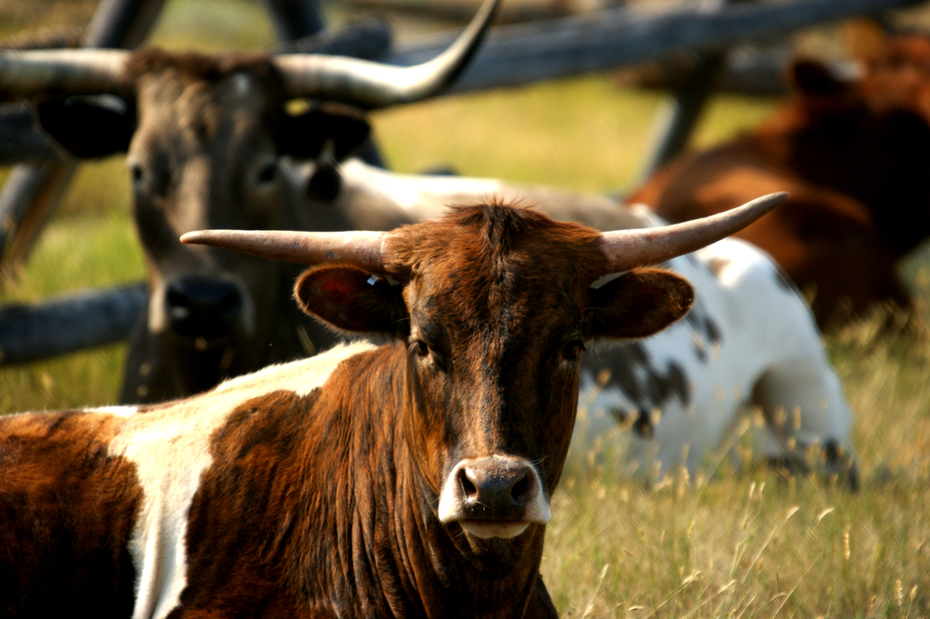 Grant-Kohrs Ranch National Historic Site