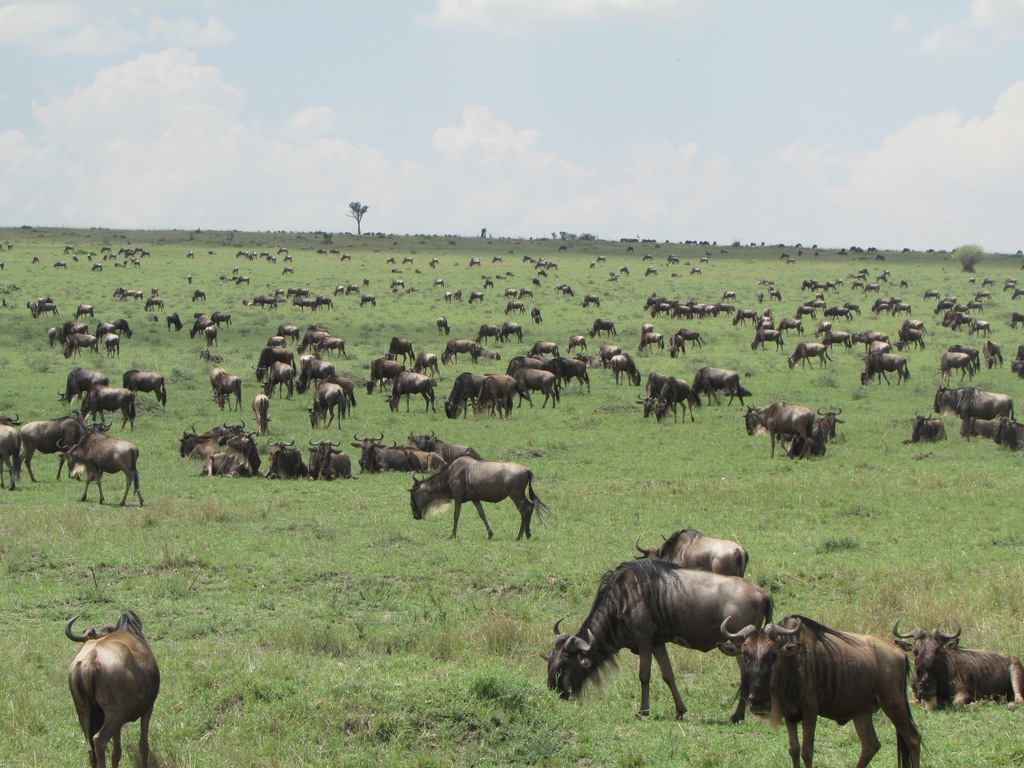 Wilderbeests: the great migration