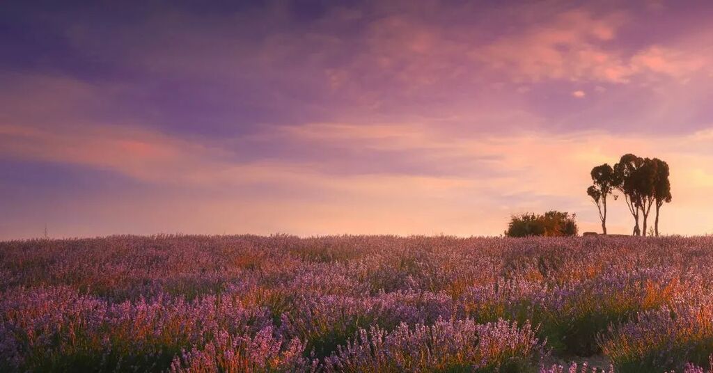 Lavender field in Tuscany