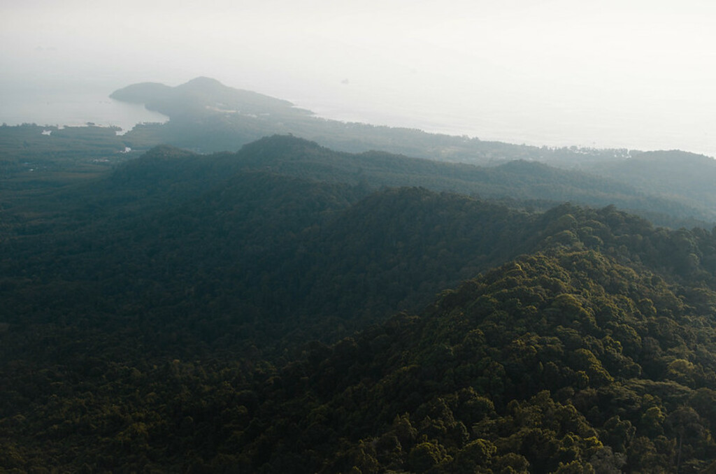 Hazy Jungle