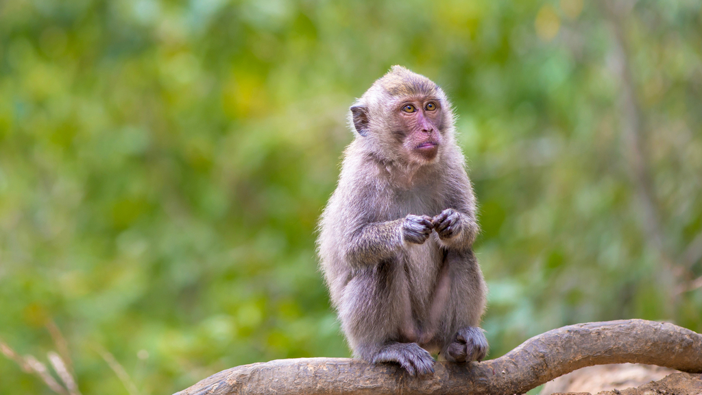 There are many monkeys at the botanical gardens 