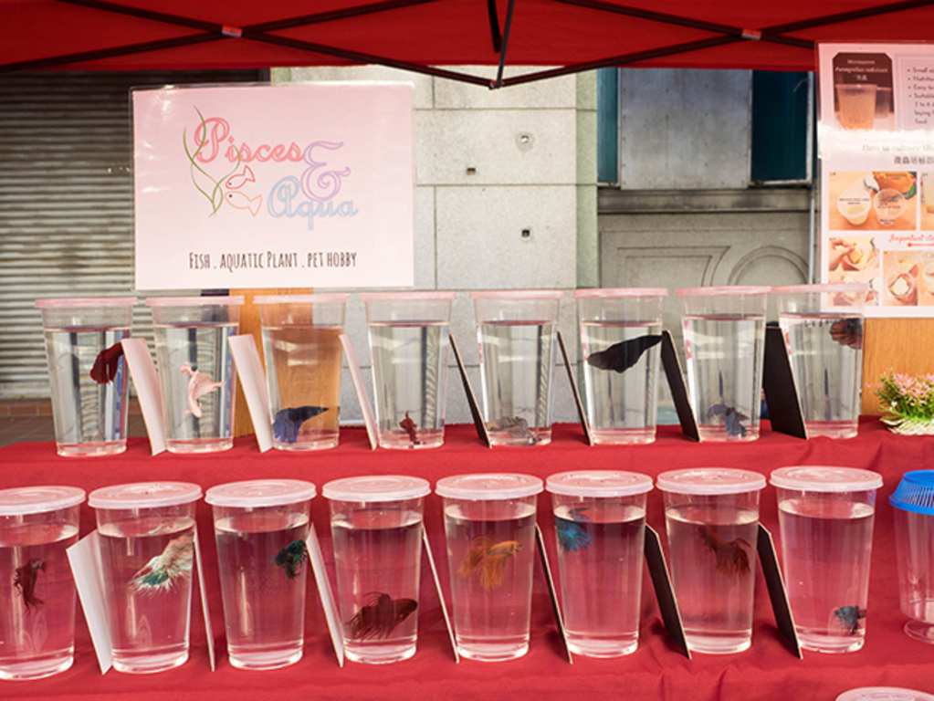 At Occupy Beach Street, you'll find crafts, games, and souvenirs