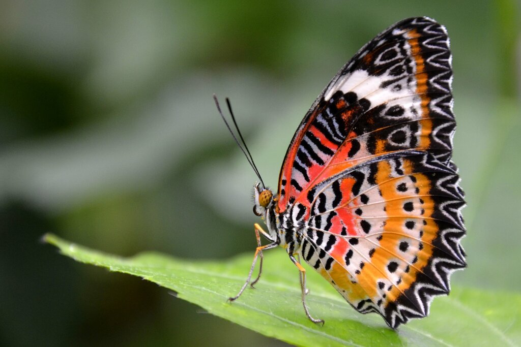 Leopard Lacewing