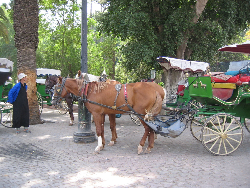 Caleche in Marrakech (2902168814)