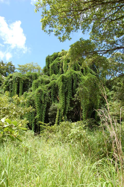 Nkhotakota Wildlife Reserve, Malawi (2499242426)