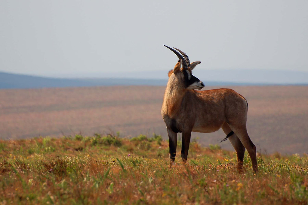 mw_nyika_roan