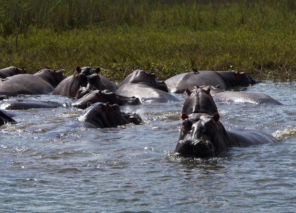 Hippo pod just before a charge