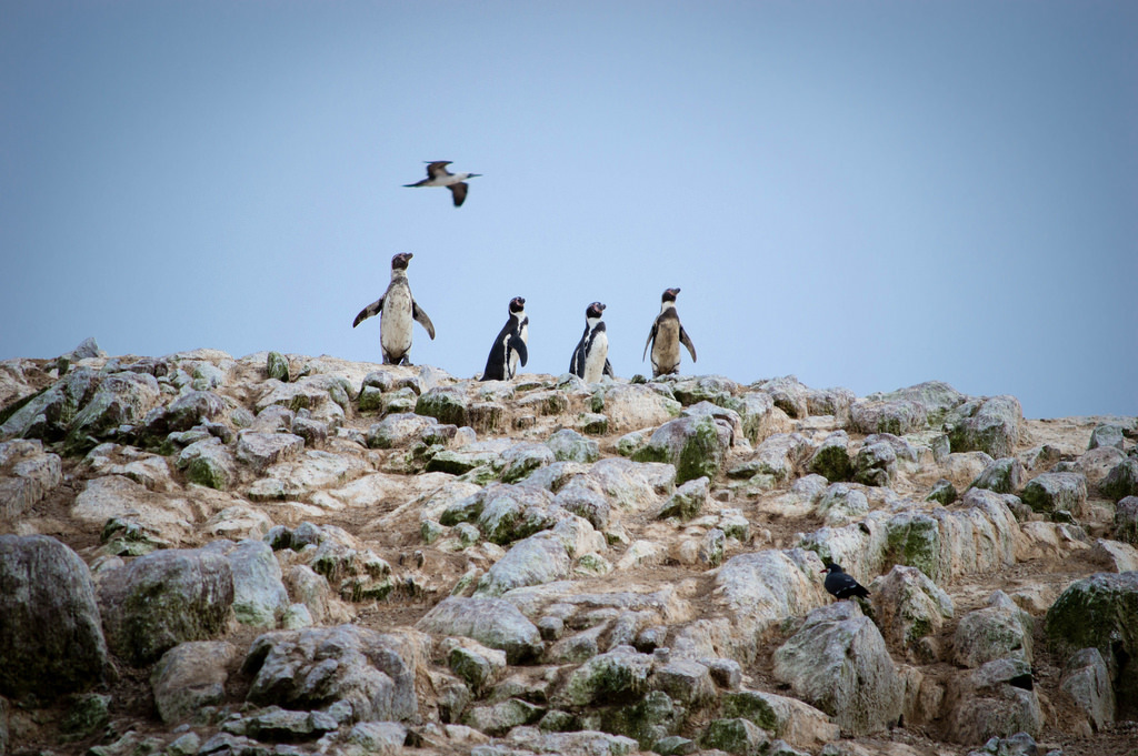 Islas Ballestas