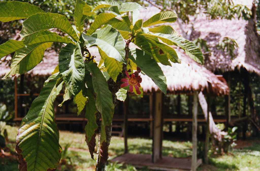 Unidentified flower