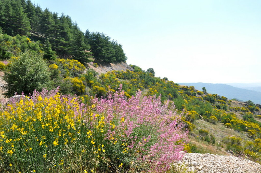 DSC_0336