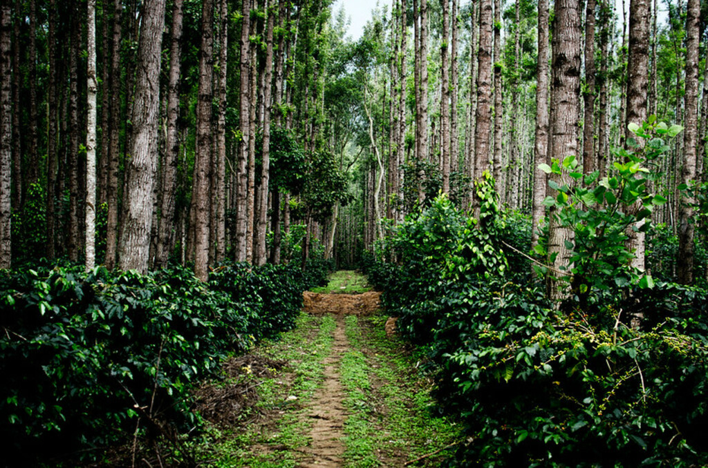 Chikmagalur Coffee Plantations