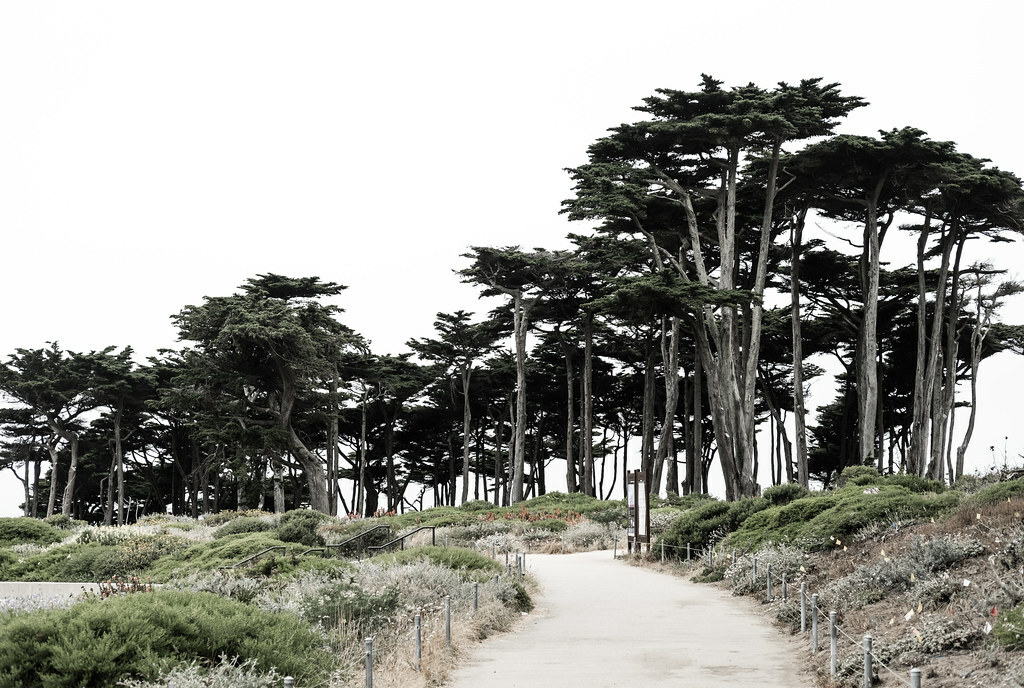 Lands End Trail, San Francisco