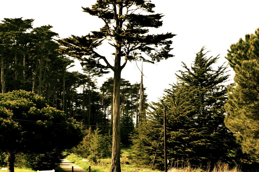 "Spire" and the Ecology trail, Presidio San Francisco