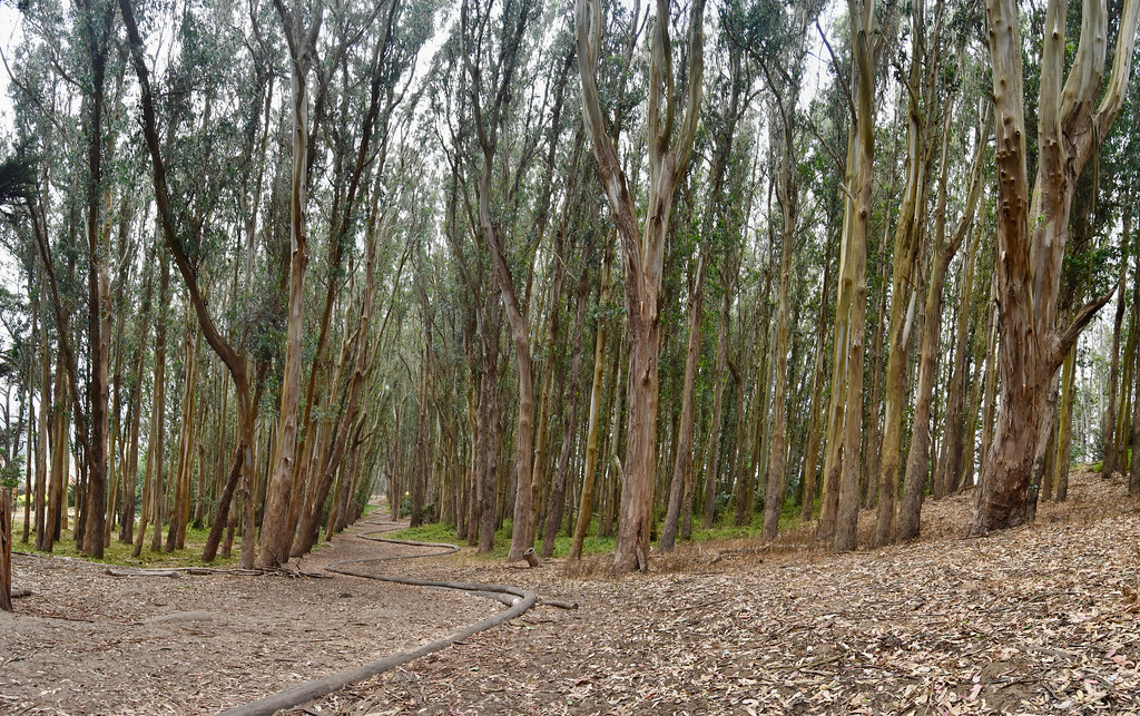 Andy Goldsworthy's Wood Line