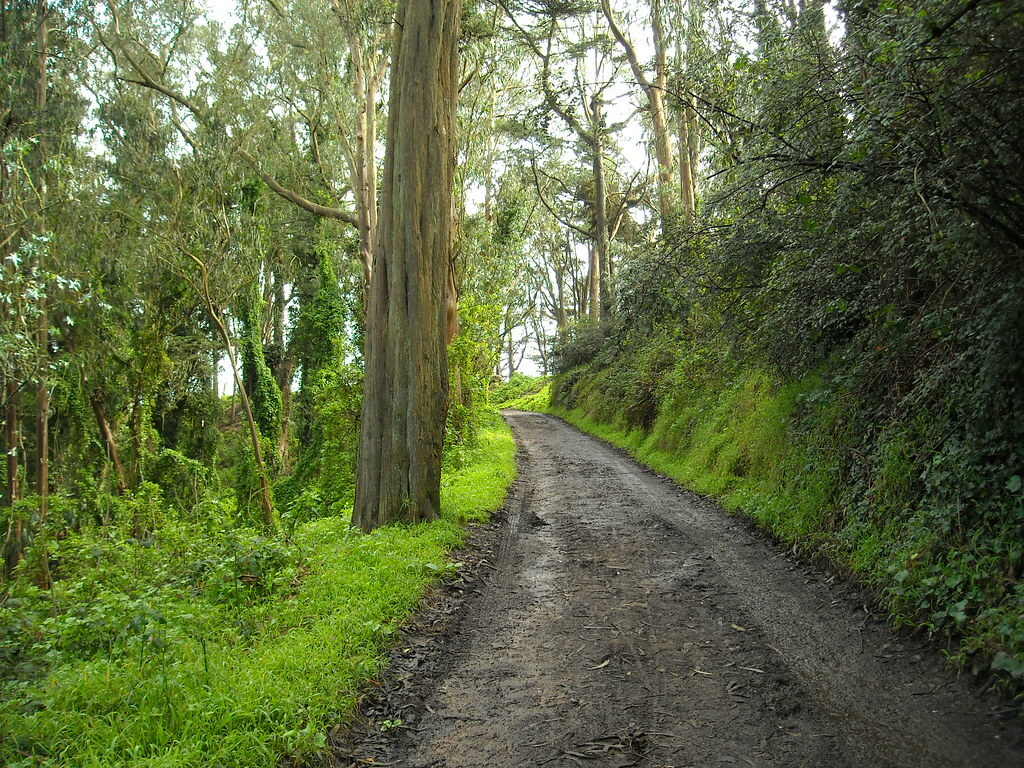 Trail up to Mount Davidson