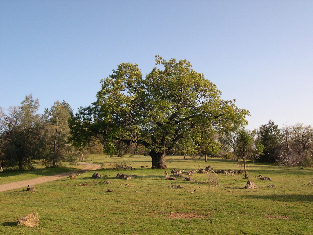 Old Valley Oak in Mariposa, Calfironia