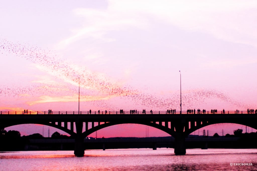 Bat watching