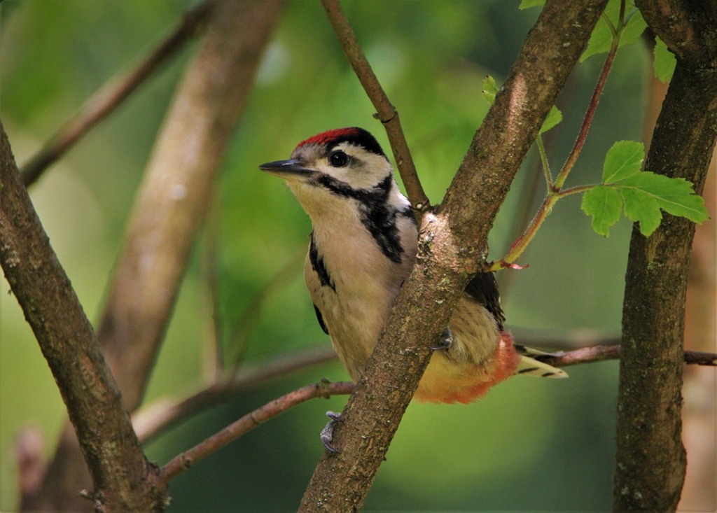 Bird watching