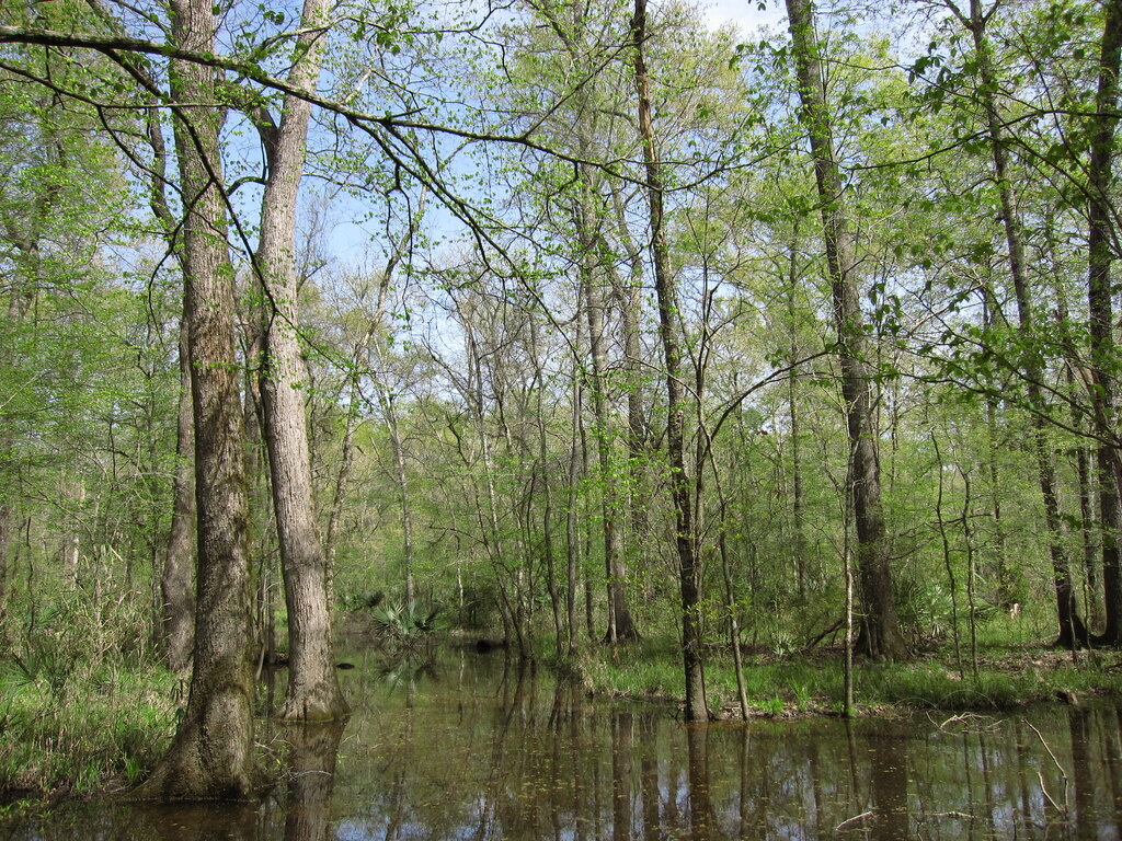 Swamp