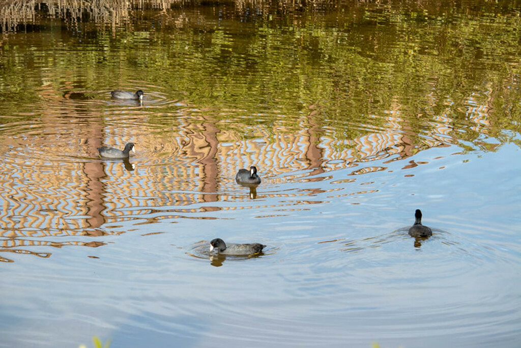South Padre Island Birding and Nature Center