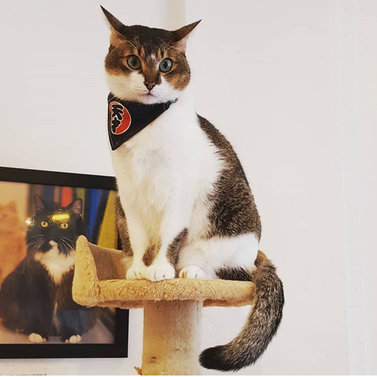 Singapore CatCafe 