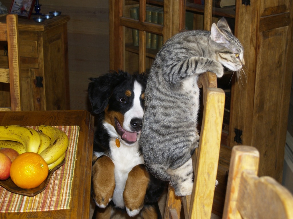 Pets