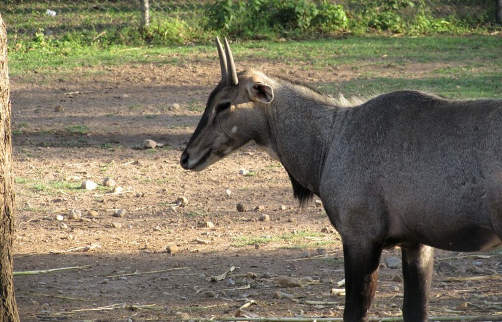 Nilgai