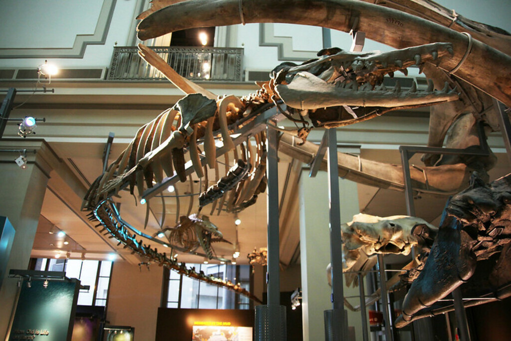 Basilosaurus cetoides and Dorudon atrox - Smithsonian