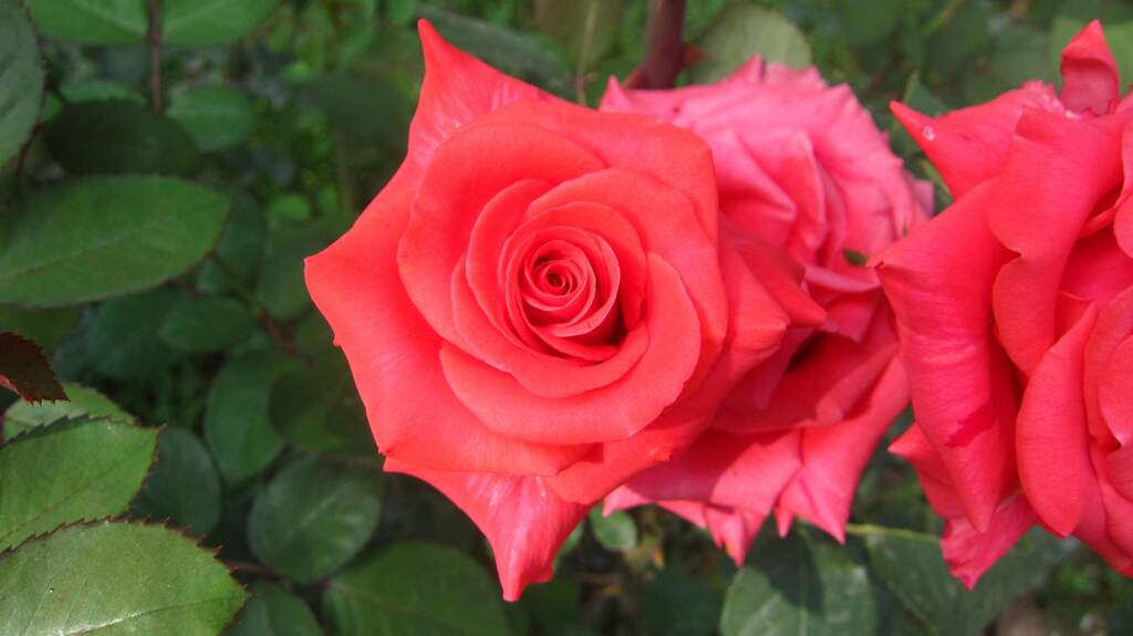 Rose and jasmine garden2, Pakistan