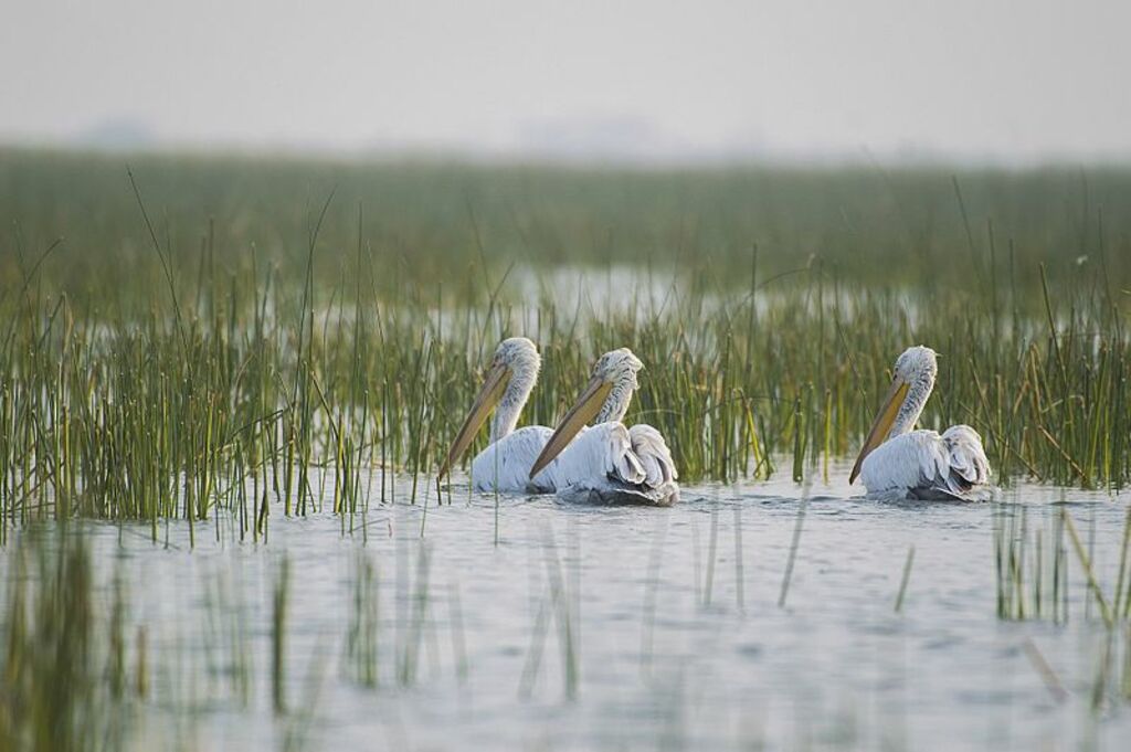 Dalmatian Pelicans at Nalsarovar Bird sanctuary