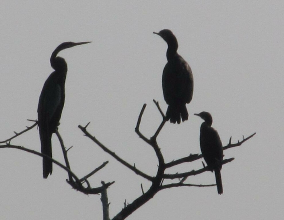Thol Bird Sanctuary