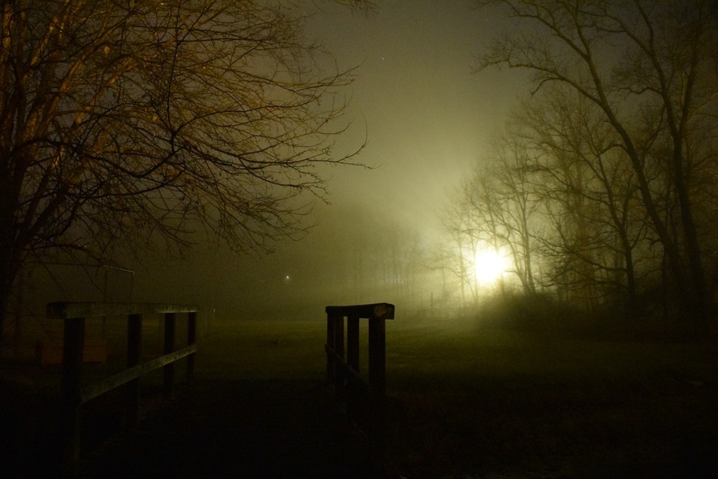 Forested road in the dark