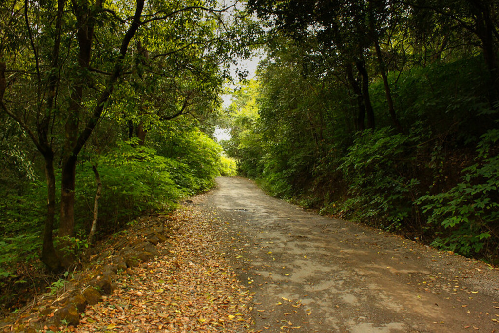 Deep Jungles