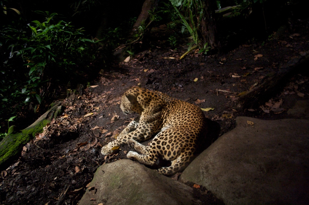 Night Safari - Leopard
