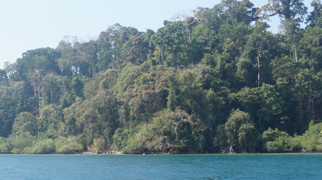 Mangroves of Mahatma Gandhi Marine National Park
